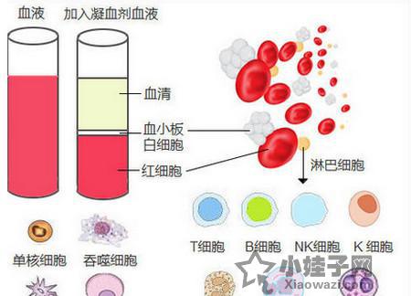 用醋测怀孕的方法如下