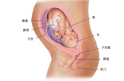 怀孕第29周 怀孕40周全程指导 小娃子工具箱 