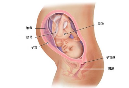 怀孕第31周 怀孕40周全程指导 小娃子工具箱 